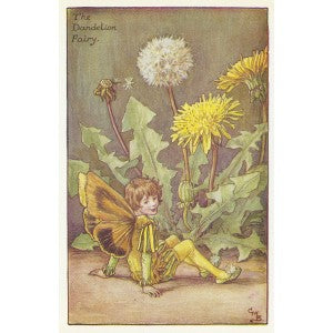 Dandelion Flower Weed Fairy old vintage print