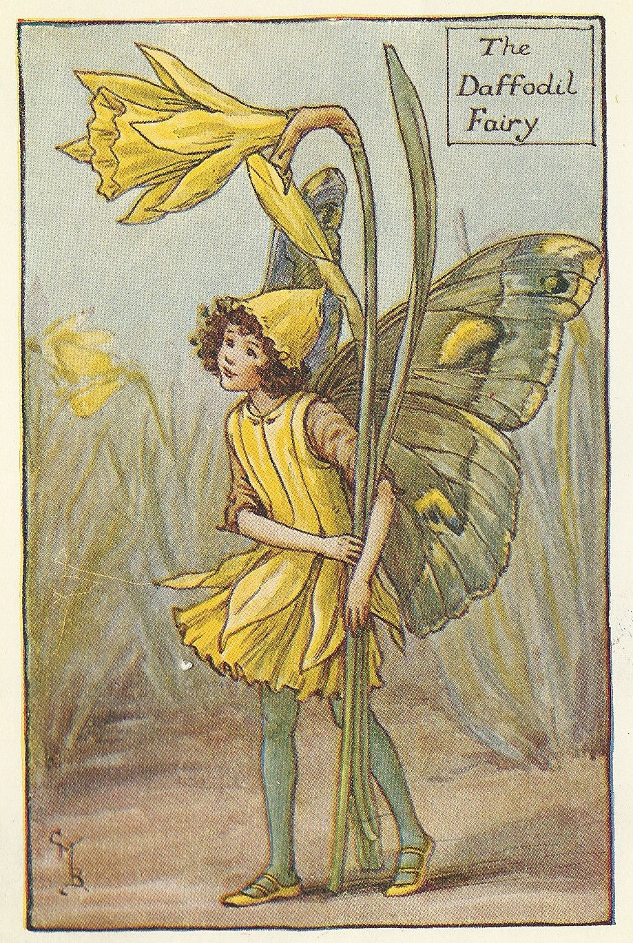Daffodil Spring Flower Fairy guaranteed vintage print