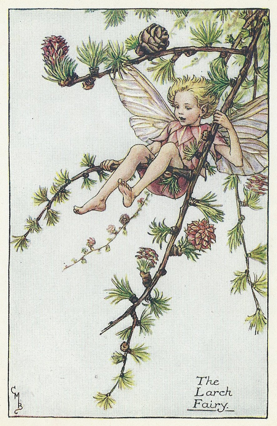 Flower Fairies Larch Tree Fairy original print