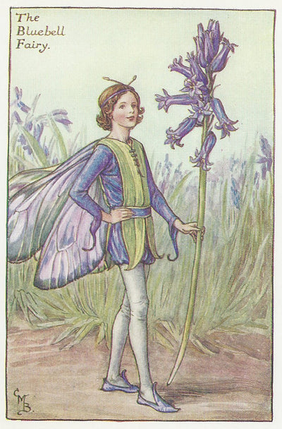 Bluebell Fairy Flower Fairies guaranteed vintage print for sale