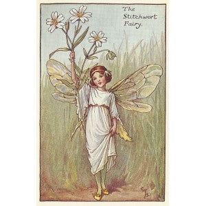 Stitchwort Flower Fairy vintage print