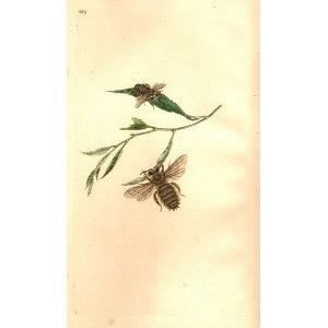 Bee rare antique print