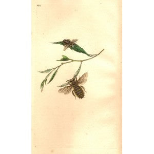 Bee rare antique print published 1810