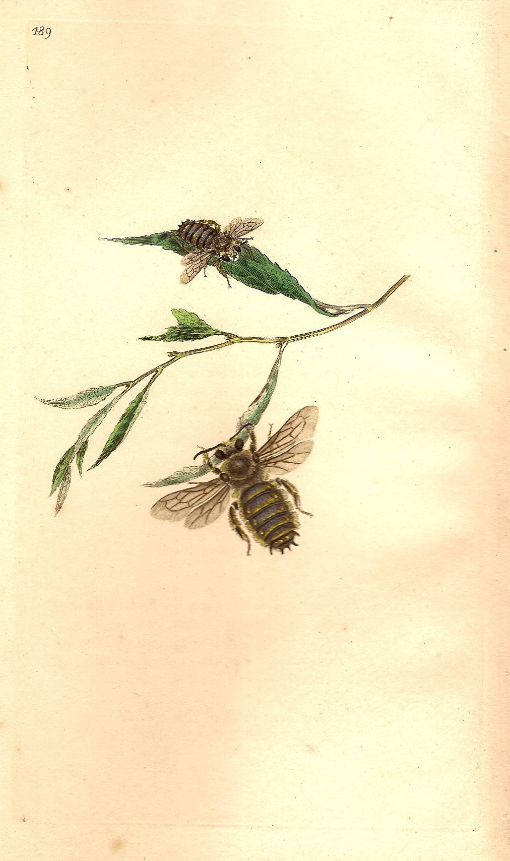Bee rare antique print published 1810