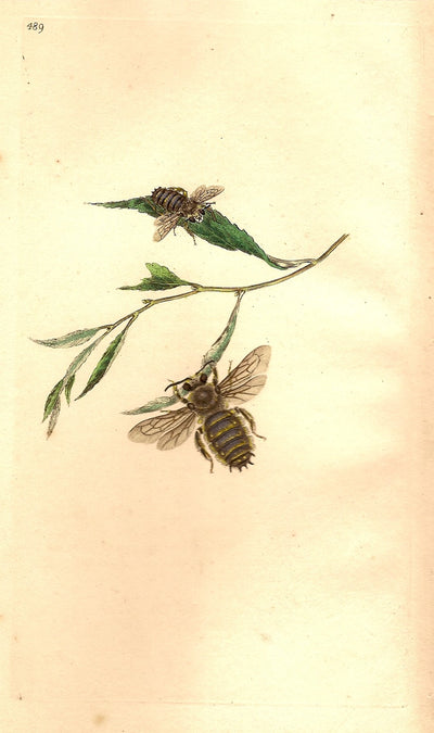 Bee rare antique print published 1810