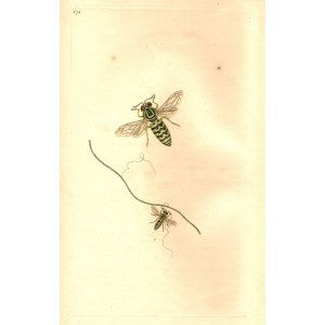 Wasp rare antique print