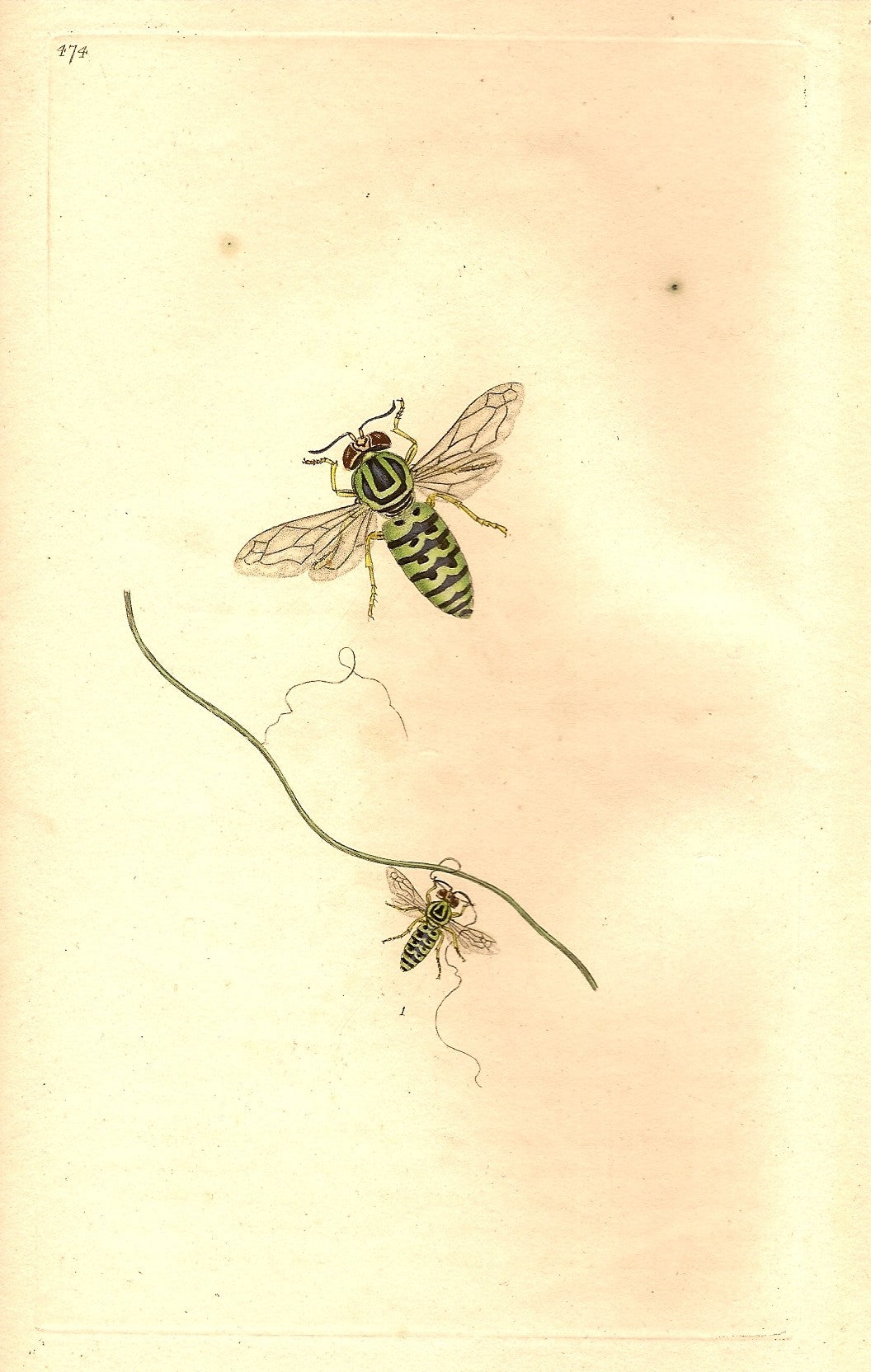 Wasp rare antique print