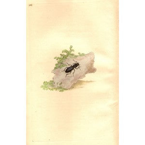 Carabus beetle antique print 1810