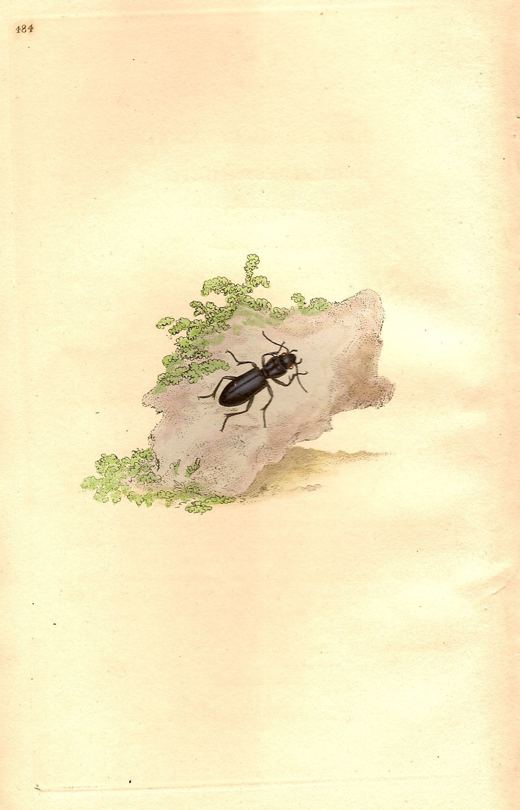 Carabus beetle antique print 1810
