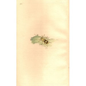 Carabus Beetle antique print
