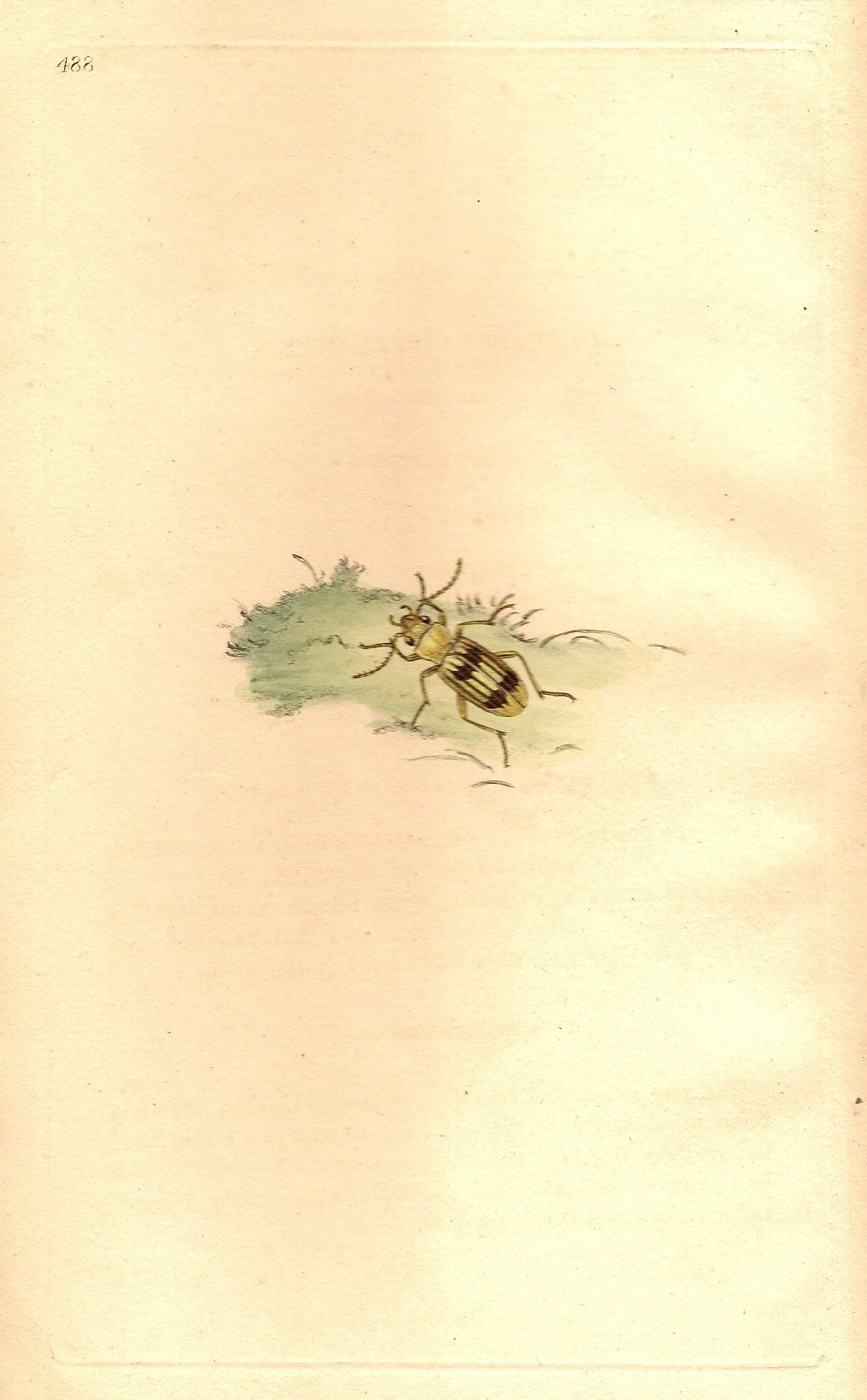 Carabus Beetle antique print