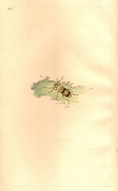 Carabus Beetle antique print