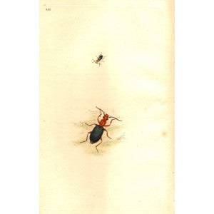 Carabus beetle antique print
