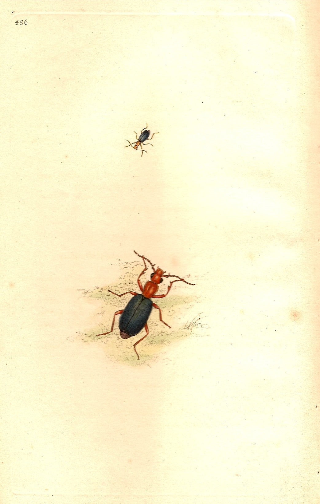 Carabus beetle antique print