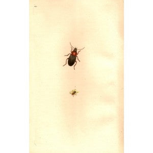 Carabus beetle antique print 1810