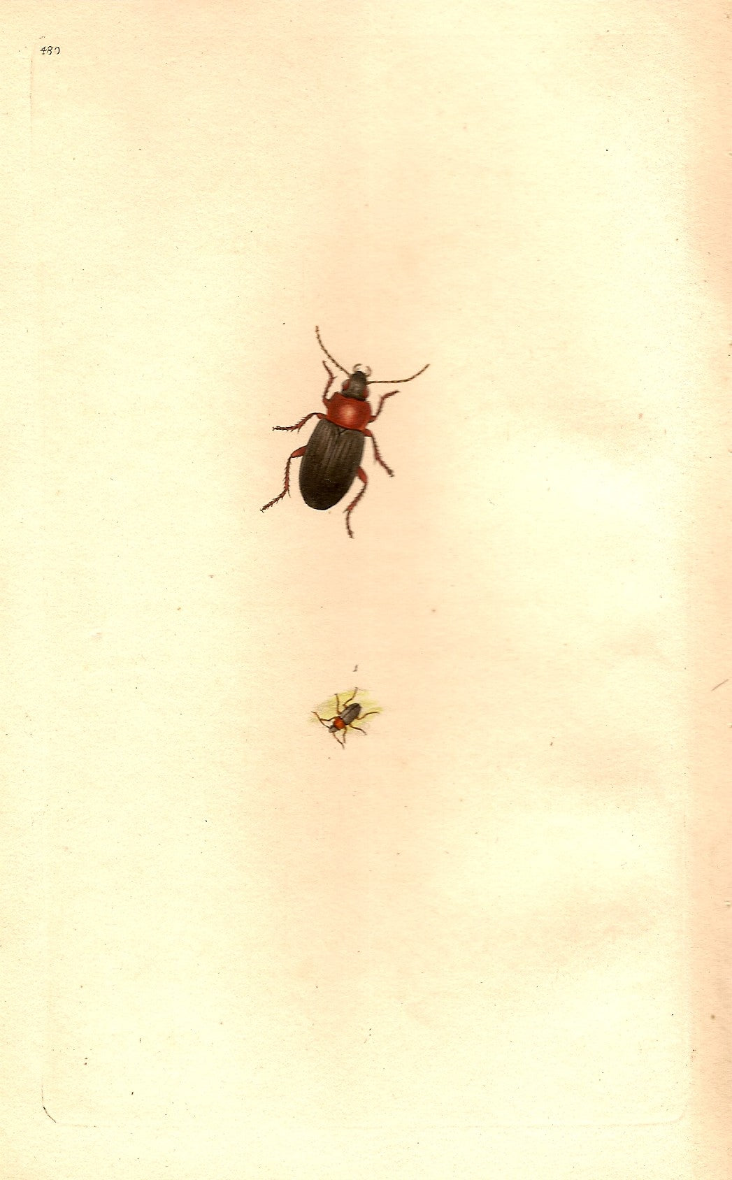Carabus beetle antique print 1810