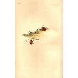 Elder bug antique print 1810