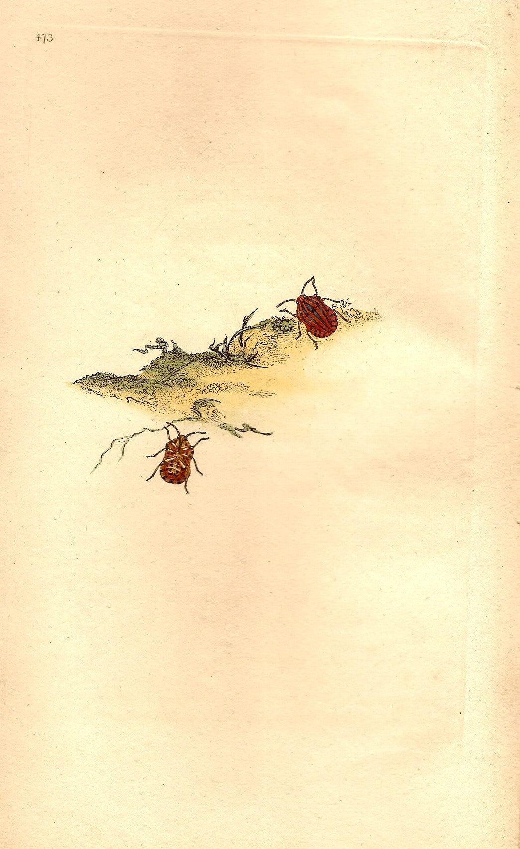 Elder bug antique print 1810 - P 5709 1952 2027 