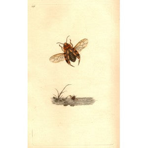 Water beetle antique print
