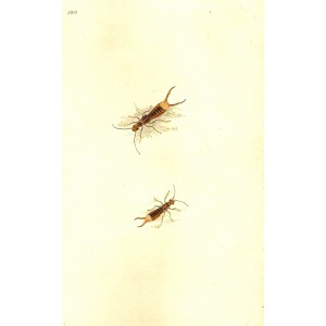 Earwig antique print