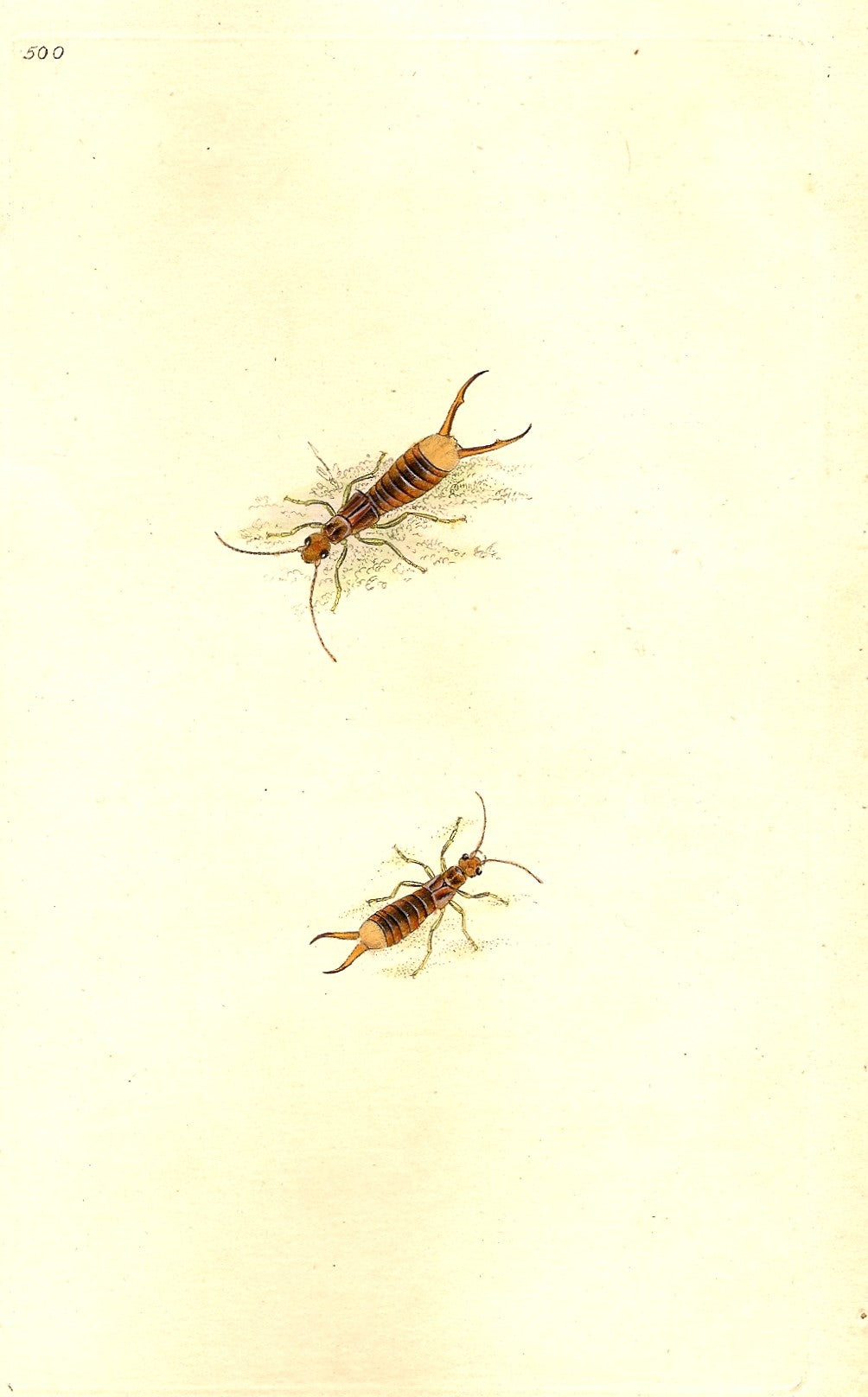 Earwig antique print