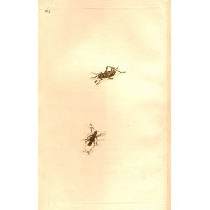 Grasshopper antique print published 1810