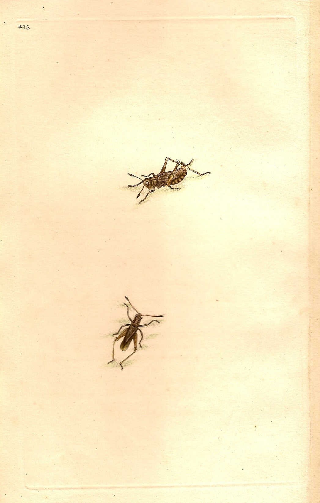 Grasshopper antique print published 1810