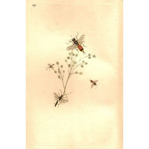 wasps antique prints