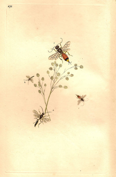 wasps antique prints