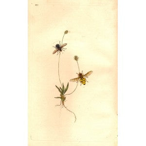 Musca antique prints
