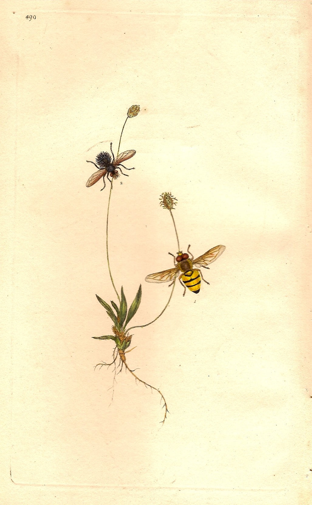 Musca antique prints
