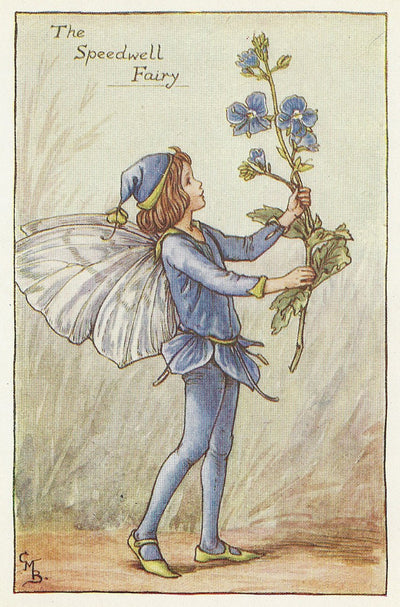 Speedwell Flower Fairy guaranteed vintage print