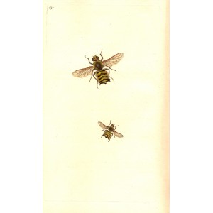 Musca Hottentotta antique print