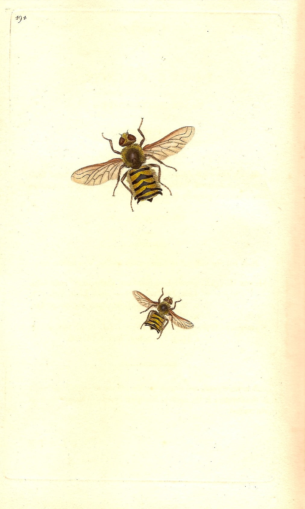 Musca Hottentotta antique print