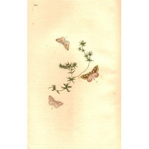 moths antique prints