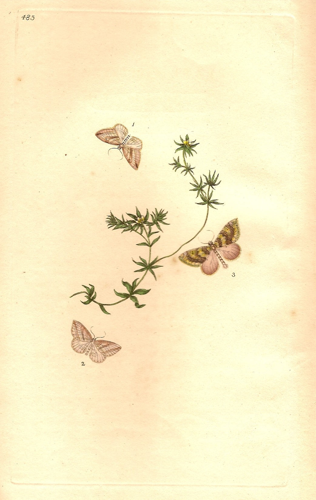 moths antique prints published - P 5736 1962 2036 