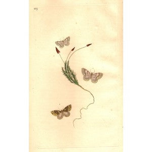 Moths antique prints