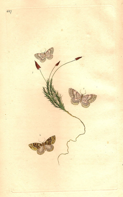 Moths antique prints