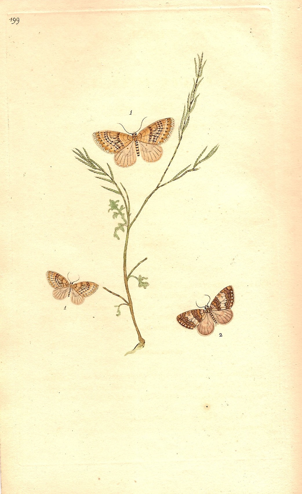 Moths antique prints
