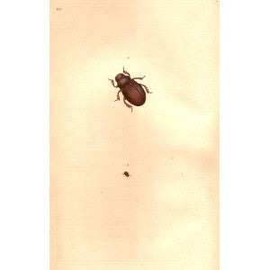 Globose Beetle Scarabaeus Globosus