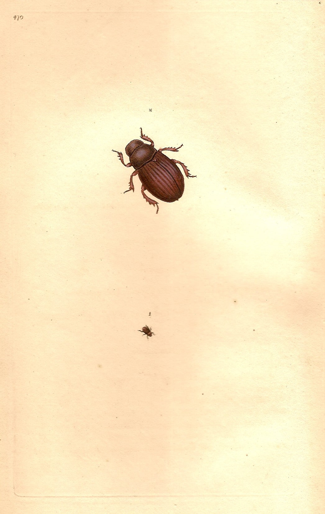 Globose Beetle Scarabaeus Globosus