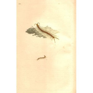 Garden Centipede antique print
