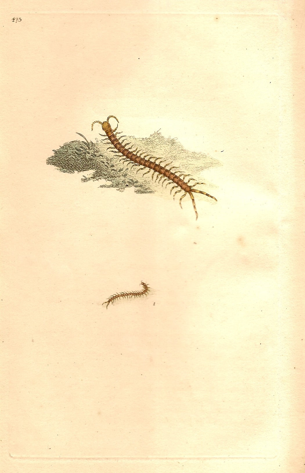Garden Centipede antique print - P 5748 1966 2040 