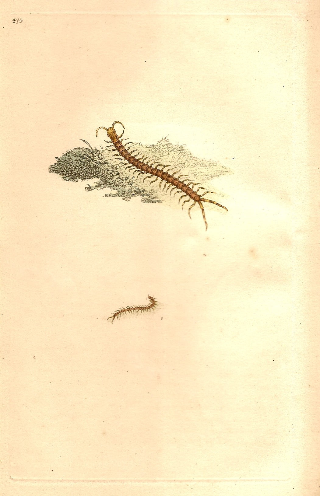 Garden Centipede antique print