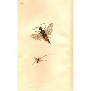 Saw fly antique print 1810