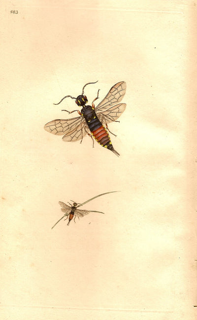 Saw fly antique print