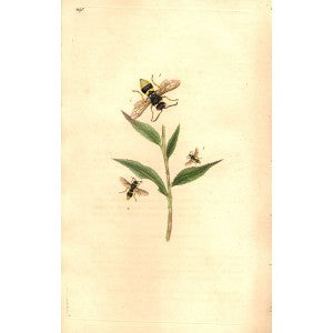 Wasp. Angulate Wasp & Quadrate Wasp