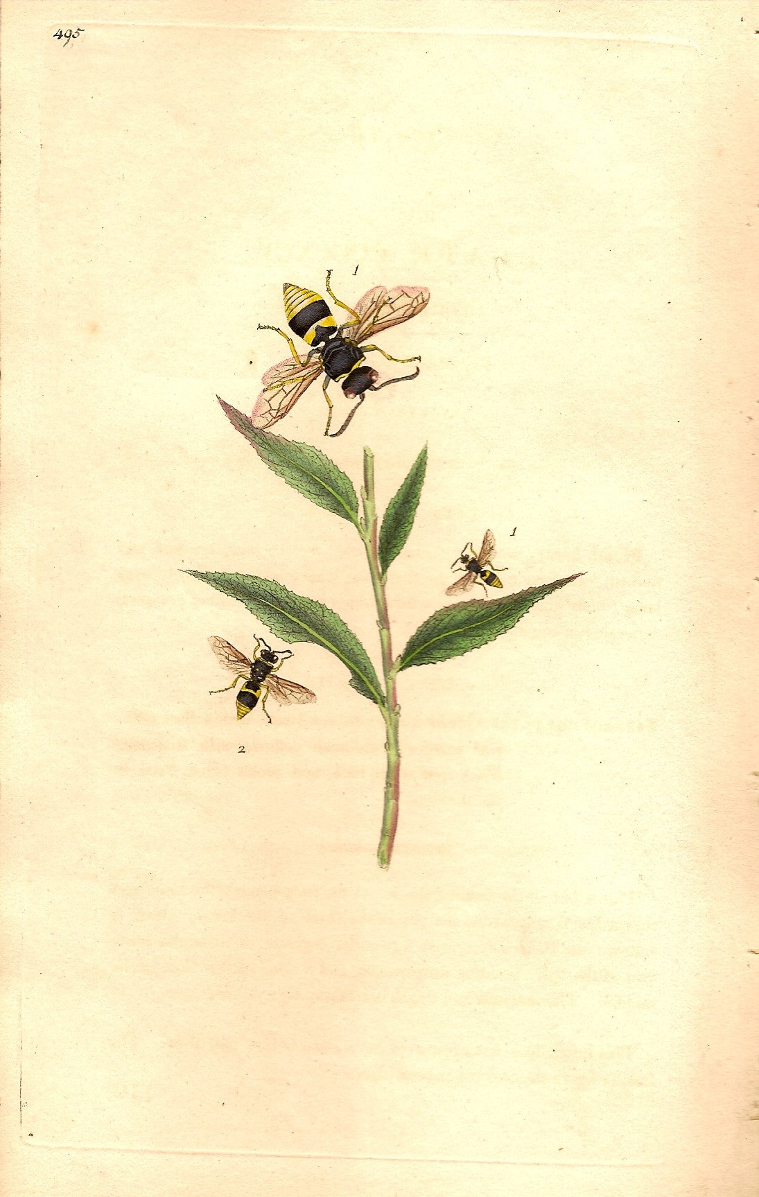 Wasp. Angulate Wasp & Quadrate Wasp – Maps and Antique Prints