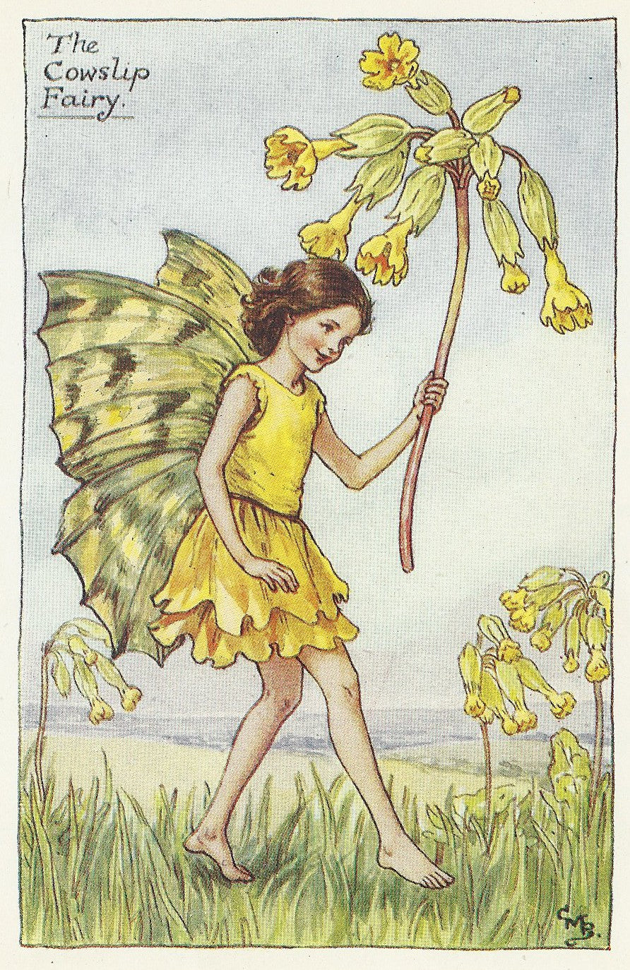 Cowslip Flower Fairy vintage print for sale