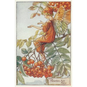 Mountain Ash Flower Fairy of the Autumn vintage print